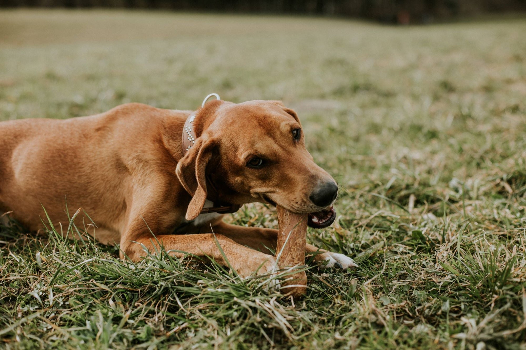 Natural Wood Chew Tips: Sustainable & Satisfying for Your Dog - Canophera