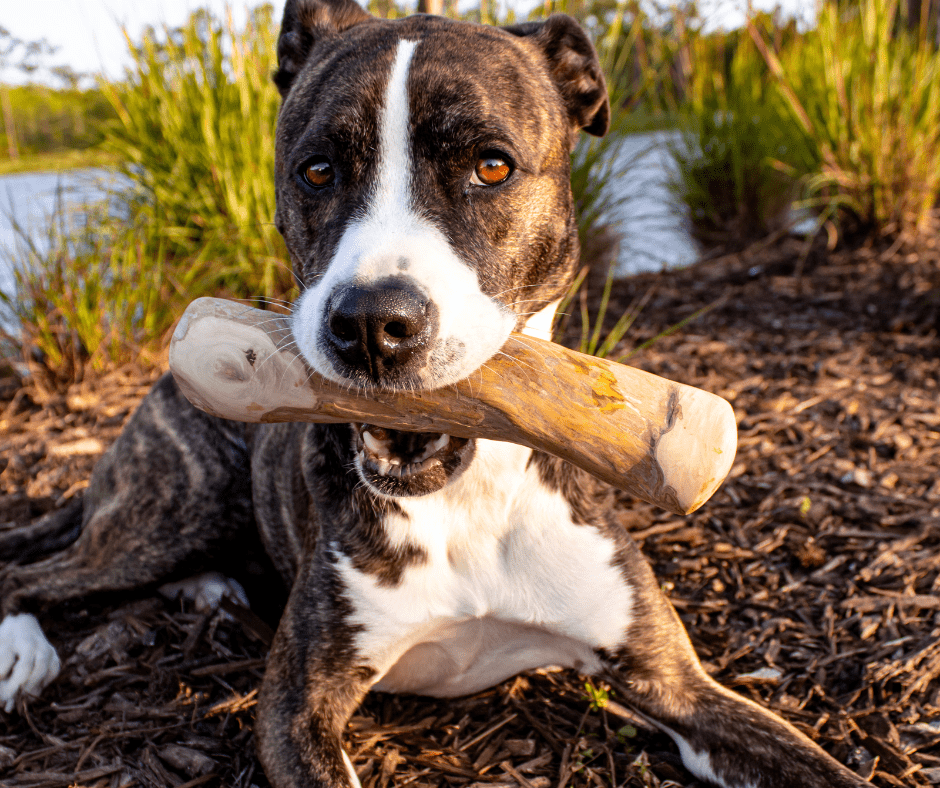 Coffee Wood-More than Just a Stick. - Canophera