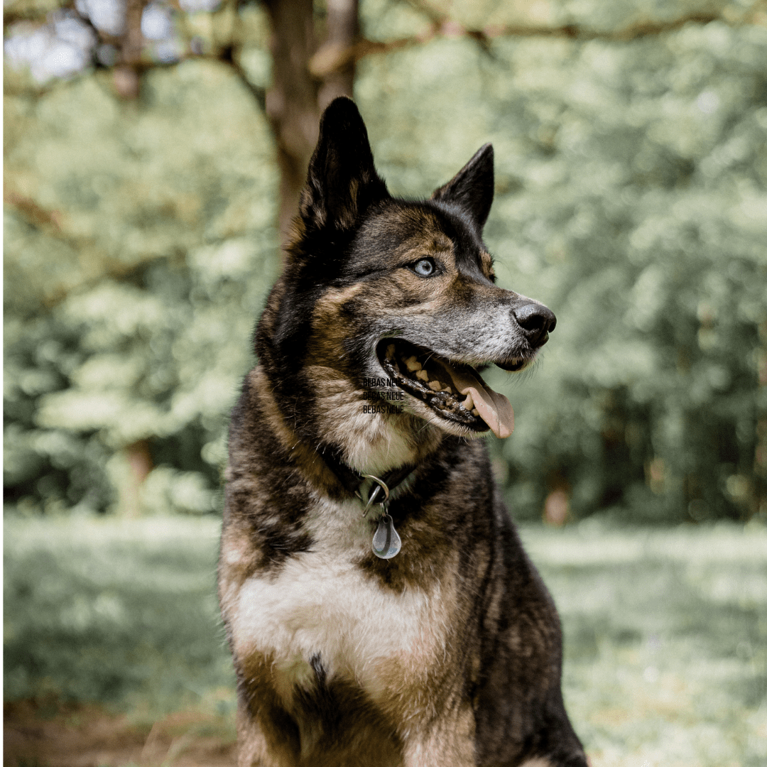 Pet Problem #2-Artritis - Canophera