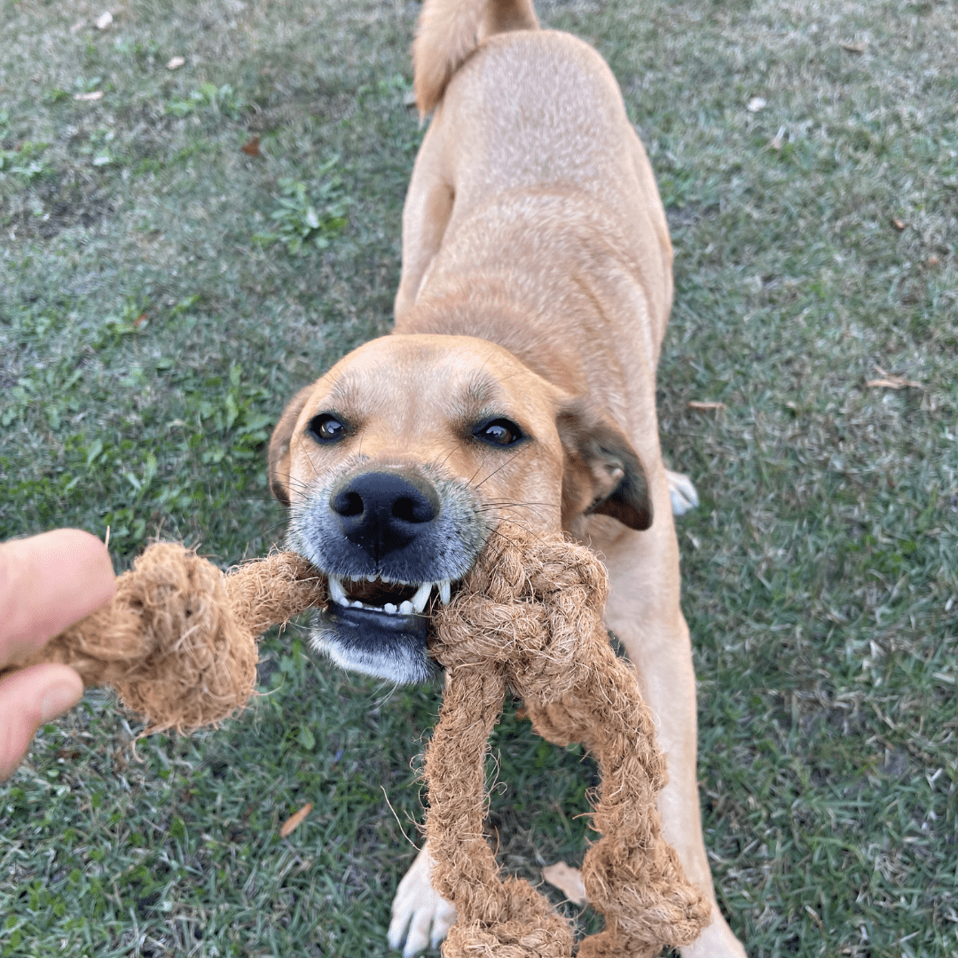 Pet Problem #4-Dental Disease - Canophera