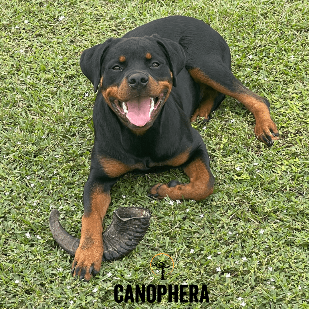 Pet Problem #5-Dog Allergies - Canophera