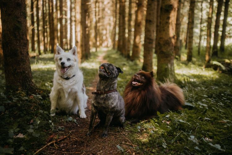 The Importance of Choosing the Right Chew Size - Canophera