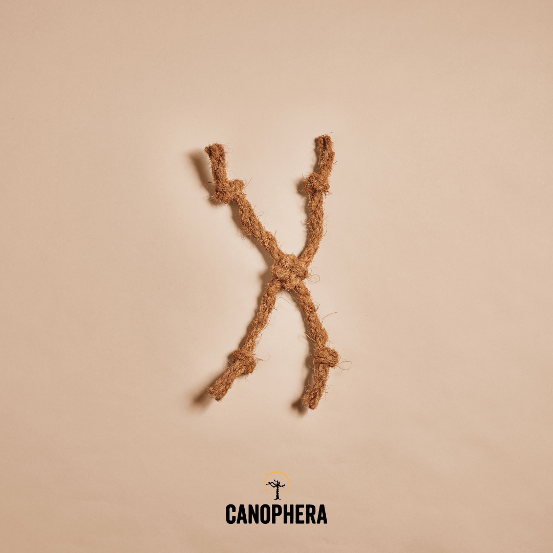 Natural Cat Toys. - Canophera