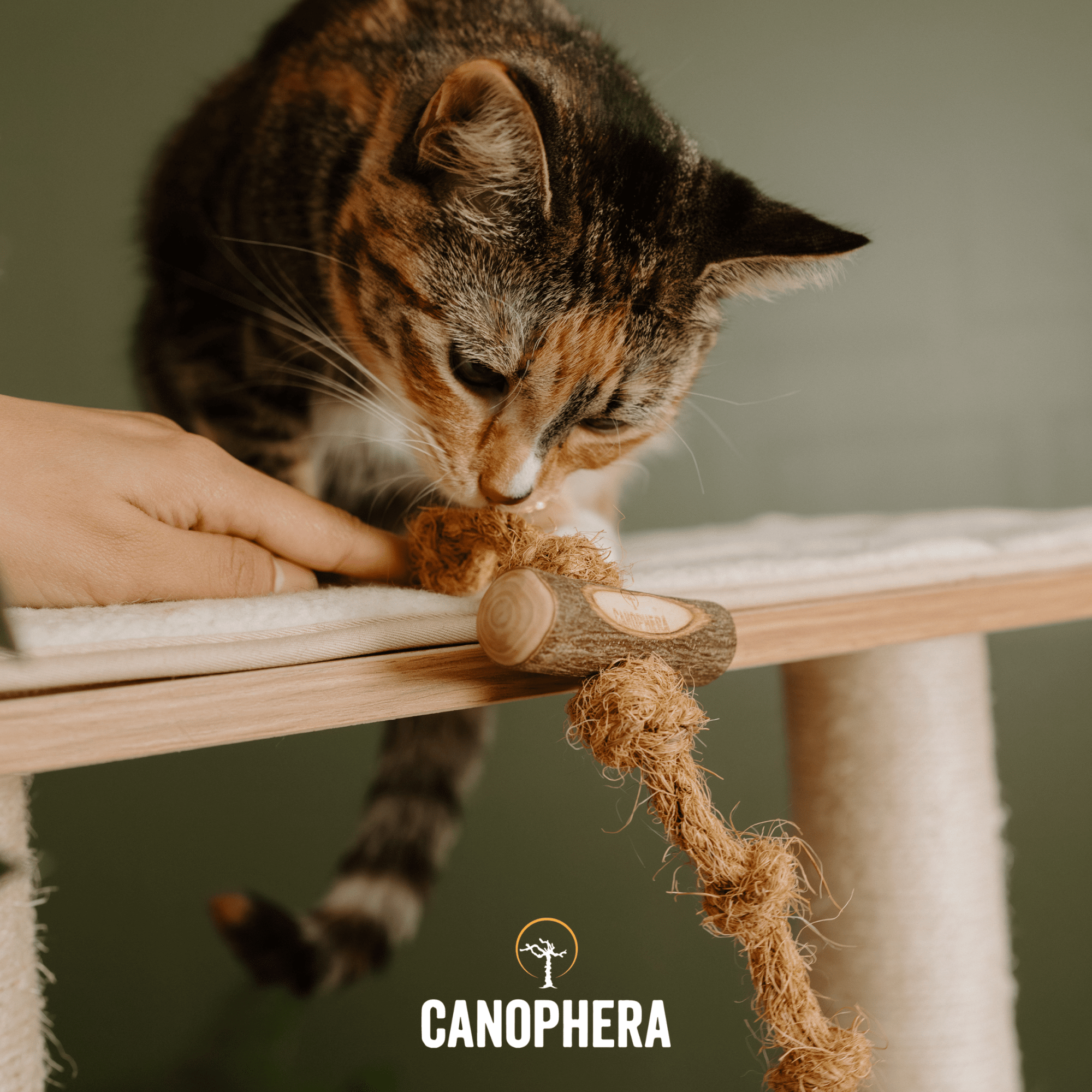 Natural Cat Toys. - Canophera