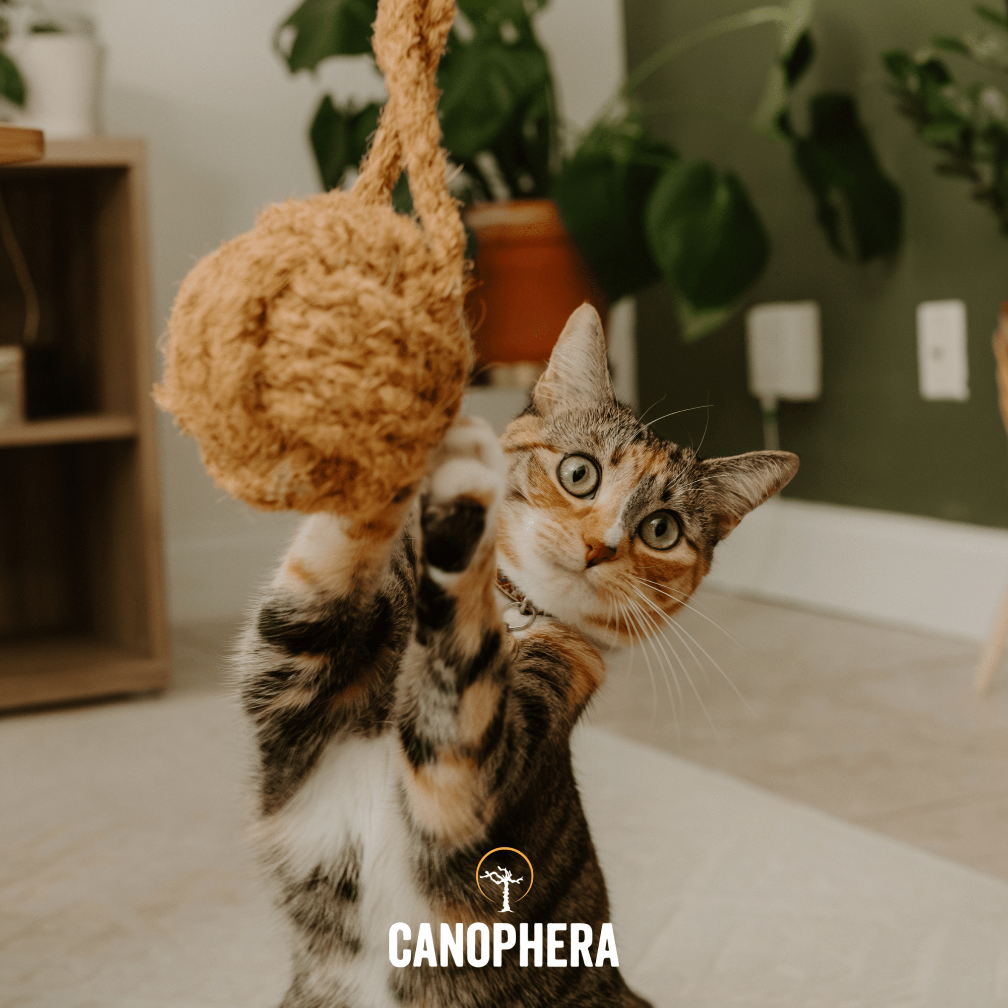 Natural Cat Toys. - Canophera