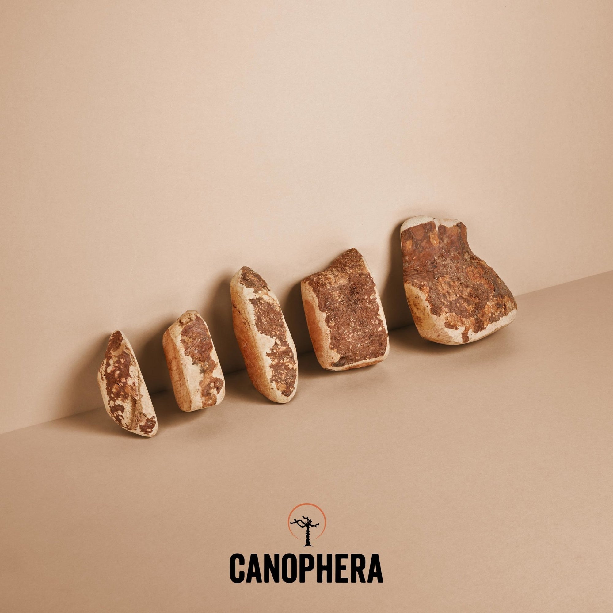 Briar Roots - Canophera