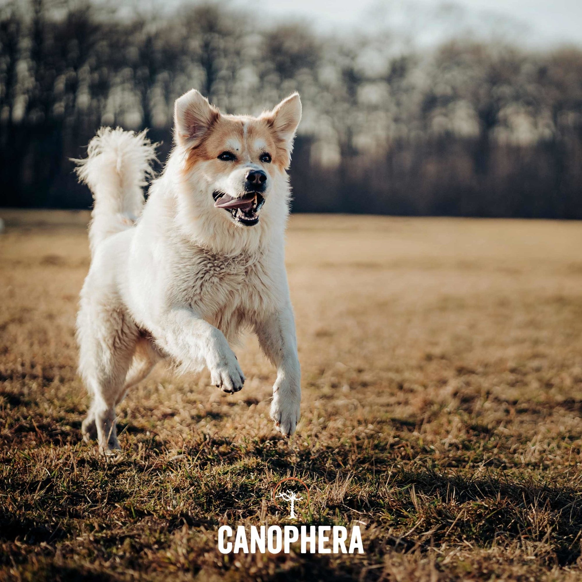 Briar Roots - Canophera