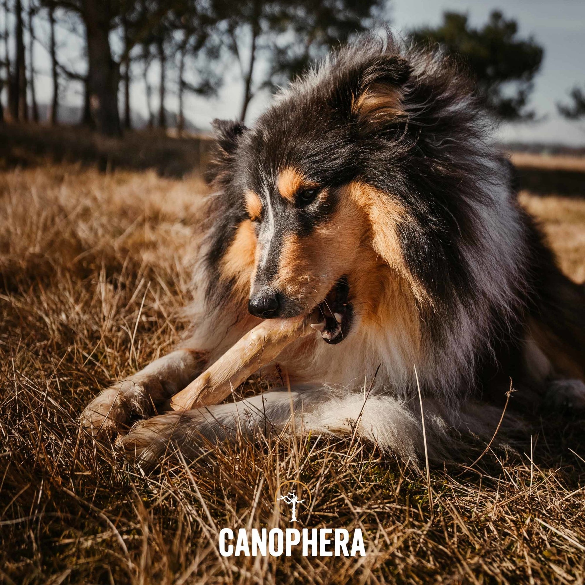 Coffee Wood Chew Sticks (Pack of 2) - Canophera