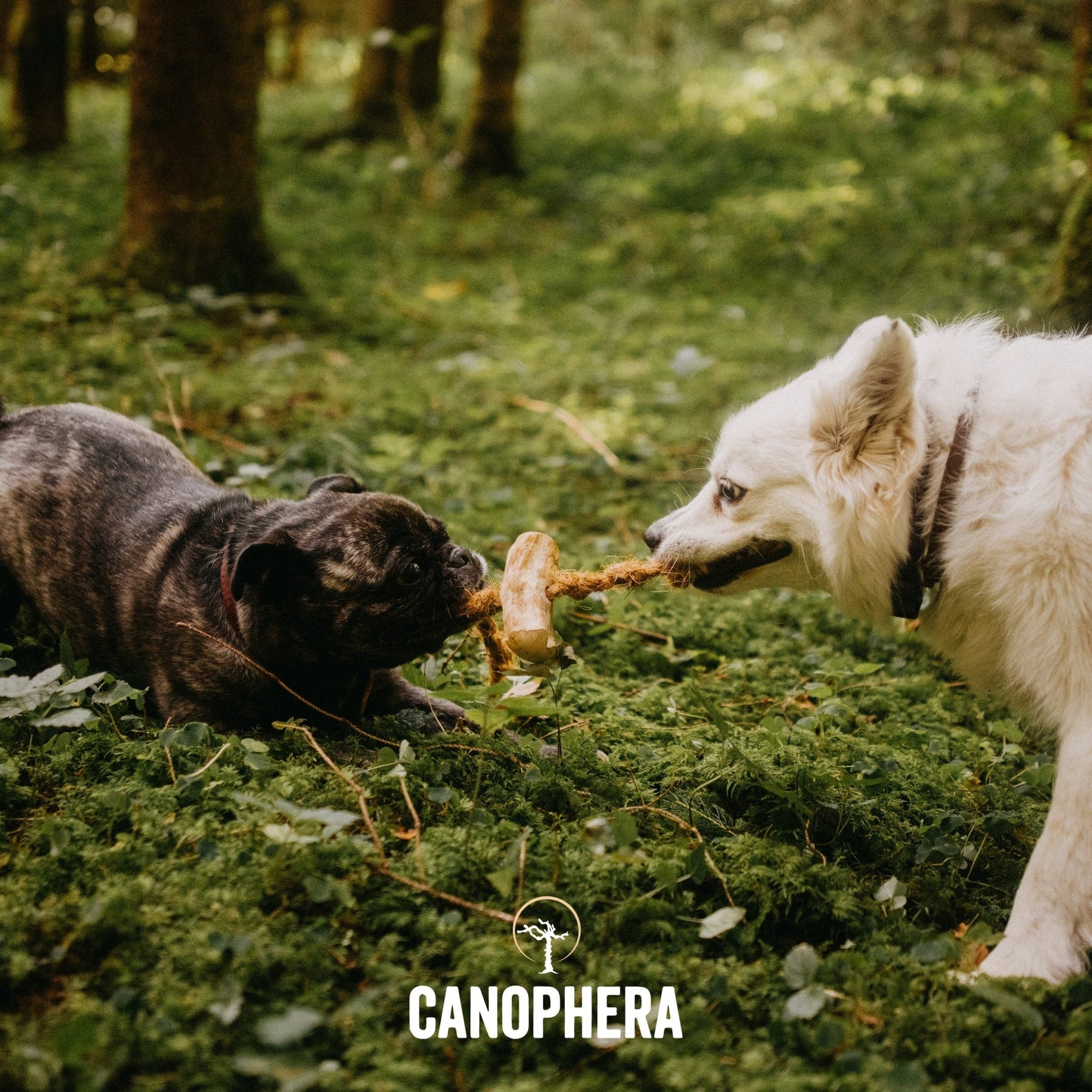 Coffee+Coco Chews (Pack of 2) - Canophera