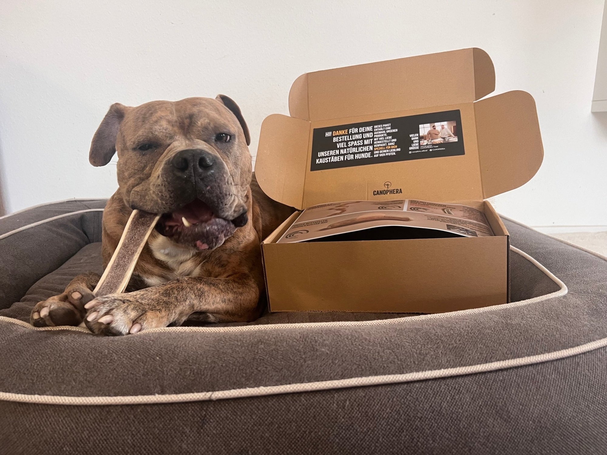 Happy Chew Box - Canophera