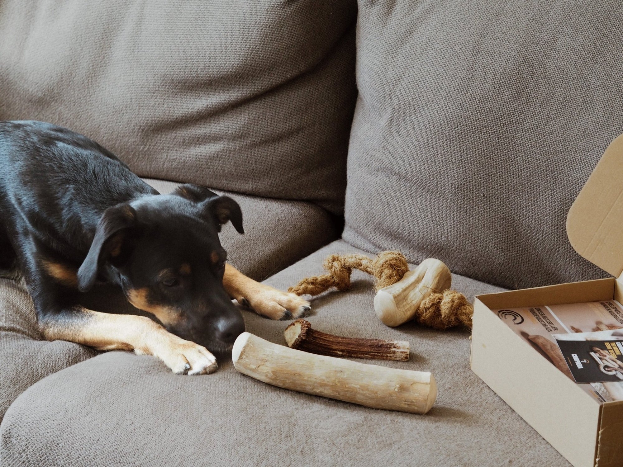 Happy Chew Box - Canophera