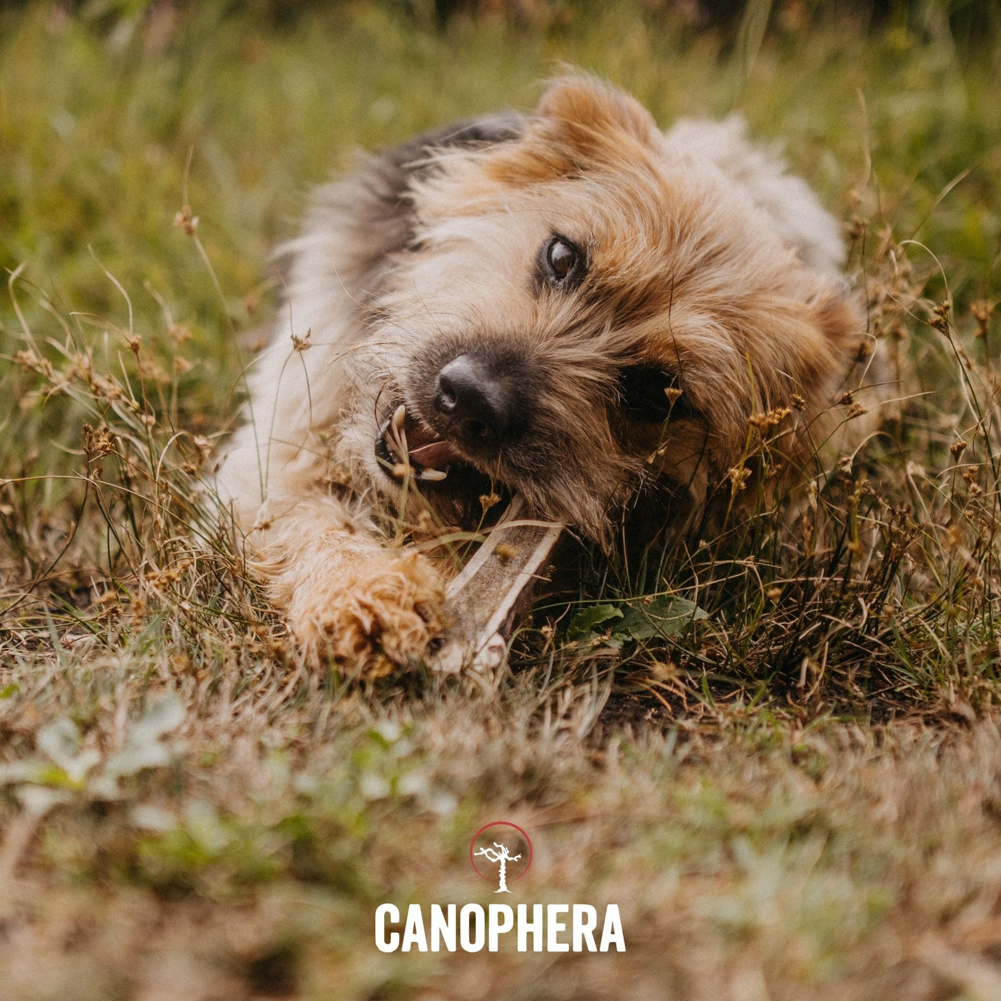 Red Deer Antlers (Splits) - Canophera