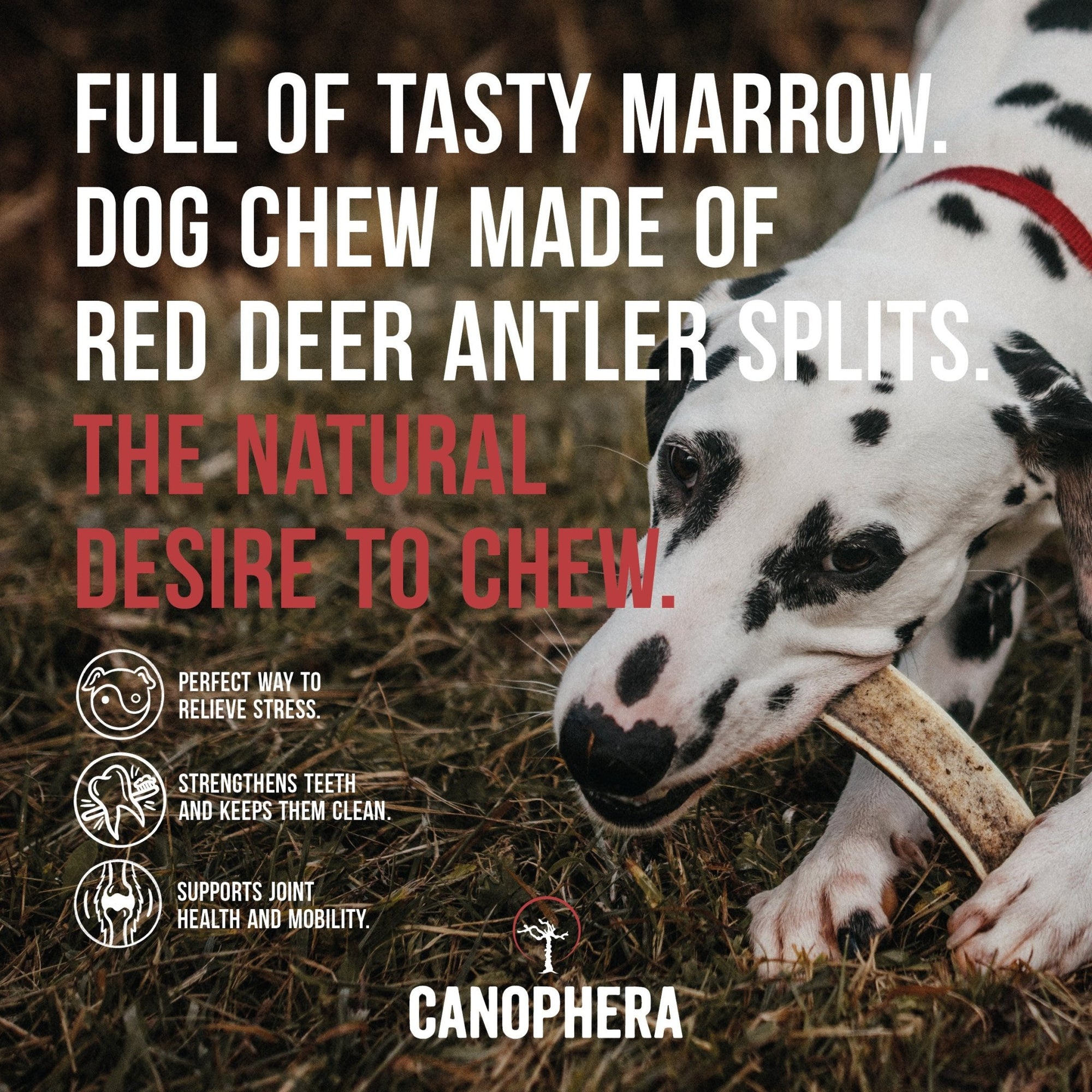 Red Deer Antlers (Splits) - Canophera