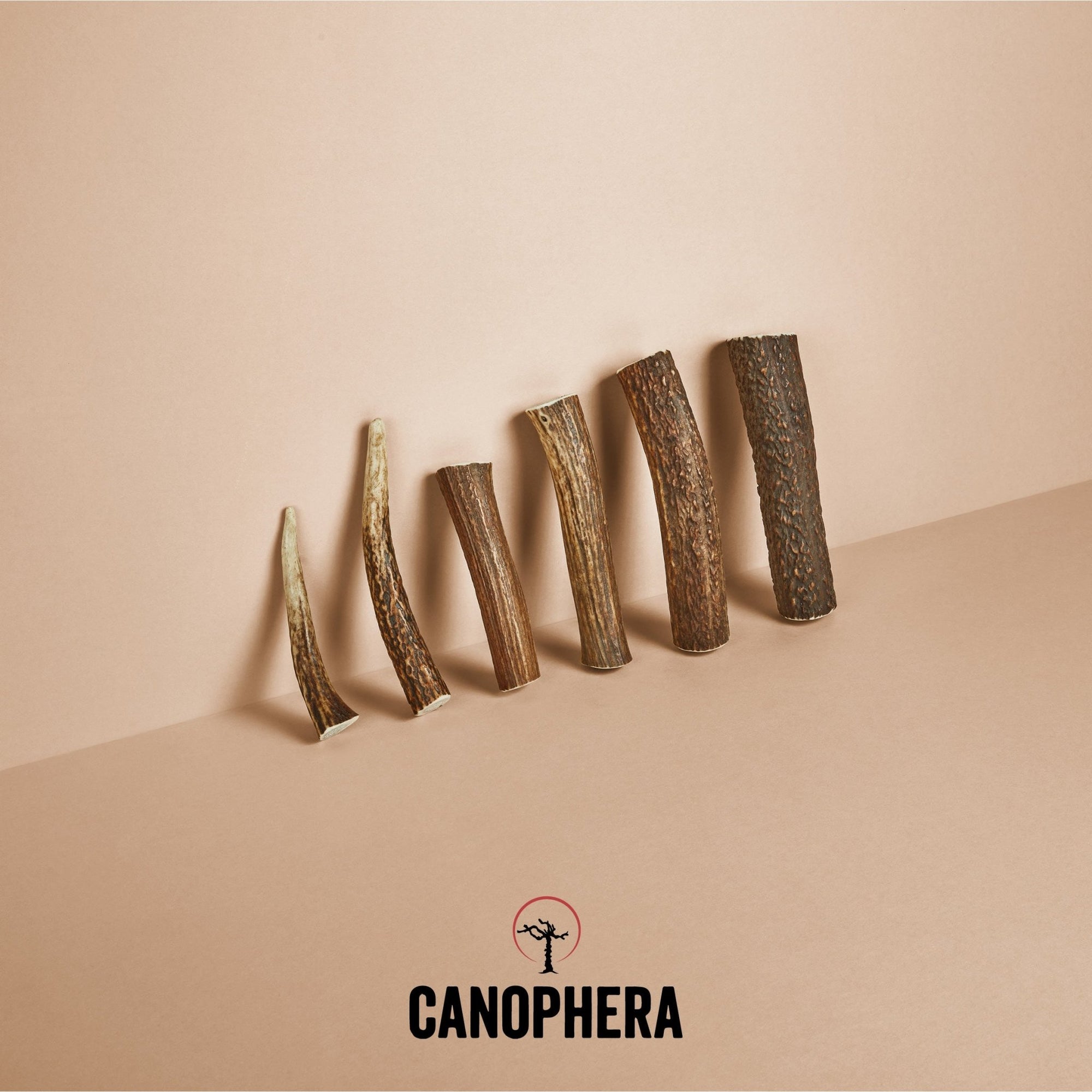 Red Deer Antlers (Whole) - Canophera