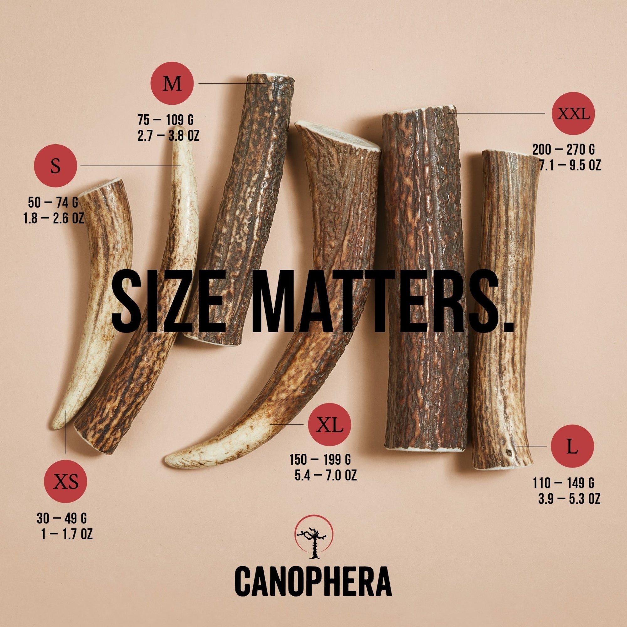 Red Deer Antlers (Whole) - Canophera