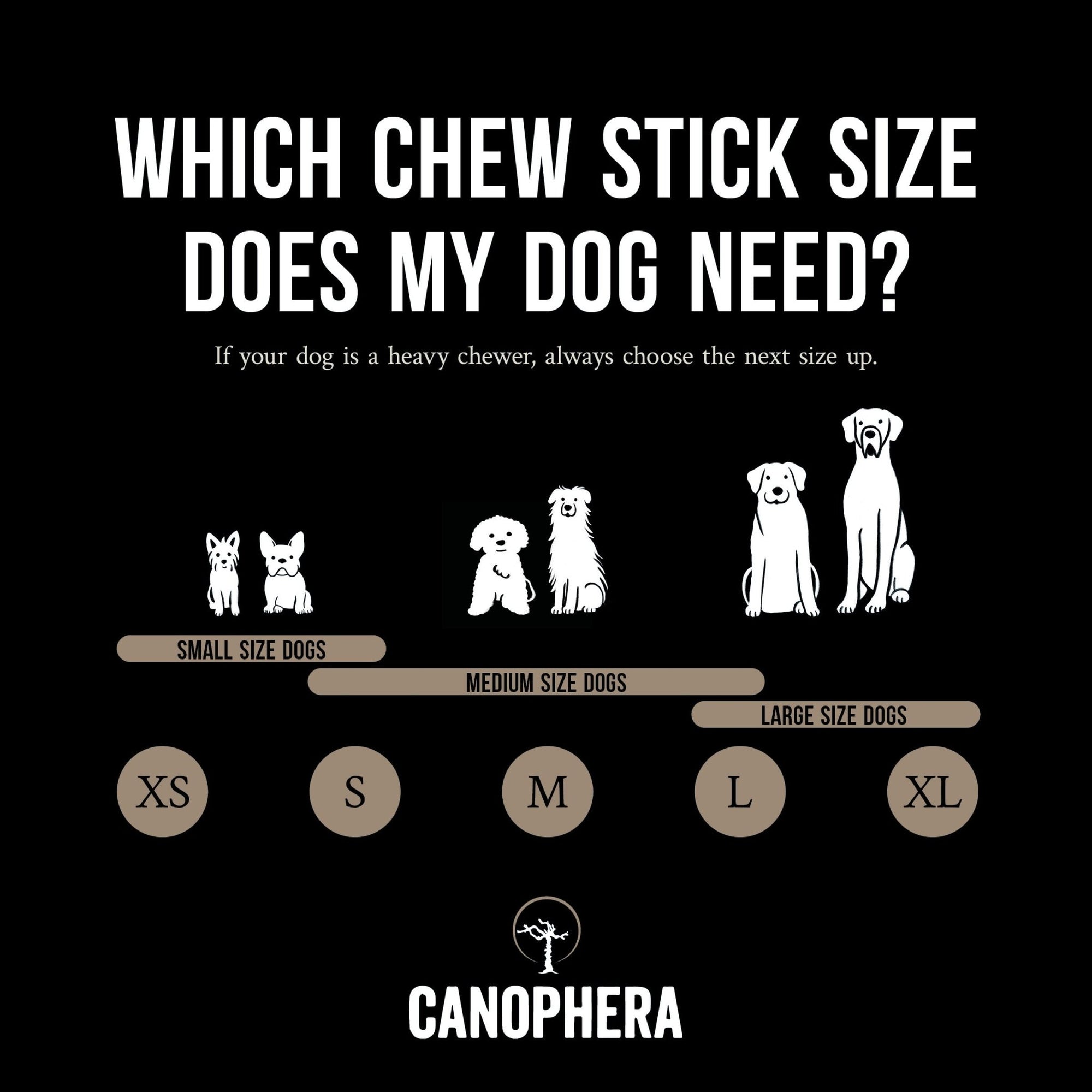 Sheep Horns (Whole) - Canophera