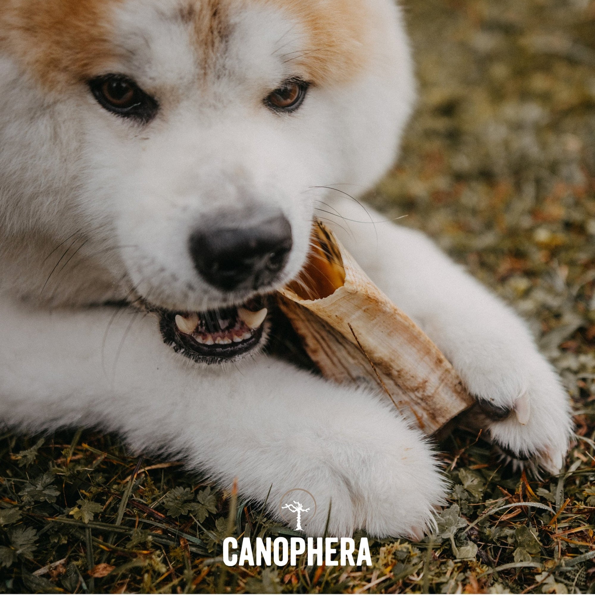Sheep Horns (Whole) - Canophera