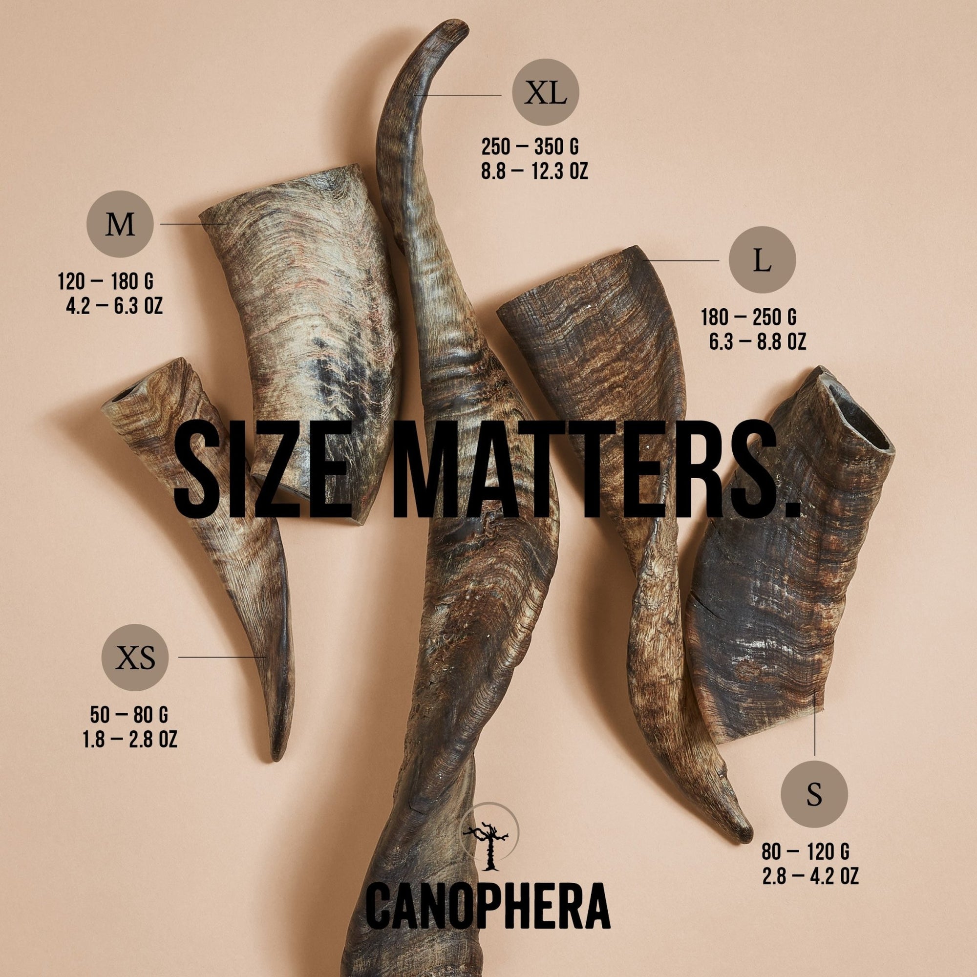 Sheep Horns (Whole) - Canophera