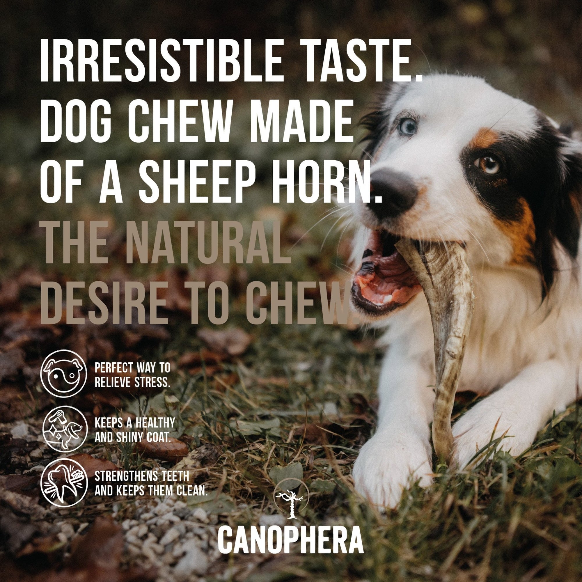 Sheep Horns (Whole) - Canophera