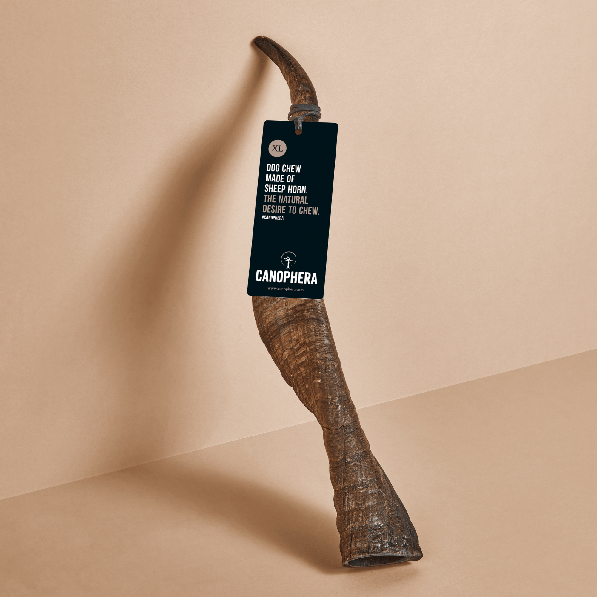 Sheep Horns (Whole) - Canophera